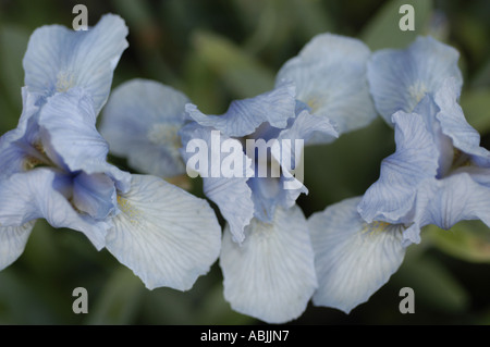 Nahaufnahme einer blassblauen Zwergbärtigen Iris (Iridaceae Iris pumila), die in einem Garten blüht. Schöne Frühlingsblumen mit zarten Blütenblättern und weicher Textur. Stockfoto