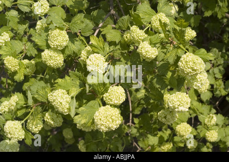 Große weiße kugelförmige Blütengruppen der Gelderrose (Viburnum opulus „Roseum“) aus der Familie der Caprifoliaceae, die in einem Garten blühen. Stockfoto