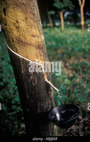 Firestone Rubber Plantation. Das Abklopfen von natürlichem latexsaft von einem Gummibaum, der in einer Schüssel gesammelt wird. Harbel, Margibi County, Liberia Westafrika 1983 1980er Jahre Stockfoto