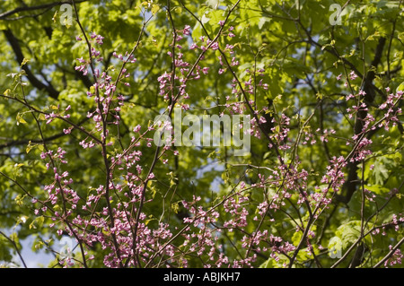 Judas-Baum (Cercis siliquastrum) blüht mit rosa Blüten gegen grünes Laub. Heimisch in Südeuropa und Westasien. Stockfoto