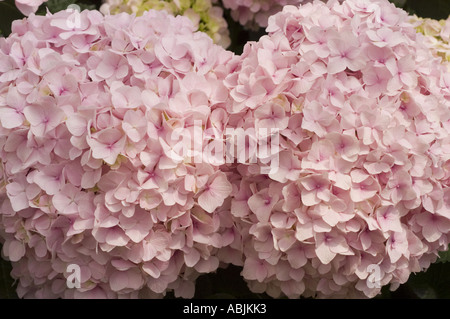 Rosafarbene Blüten einer Hortensie Macrophylla in voller Blüte mit zarten Blütenblättern und weichen Pastellfarben im Garten. Stockfoto