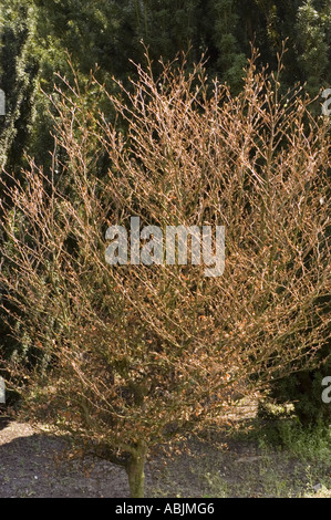 Junger Fagus sylvatica-Baum mit braunen Blättern und Knospen im Garten, Familie Fagaceae. Stockfoto