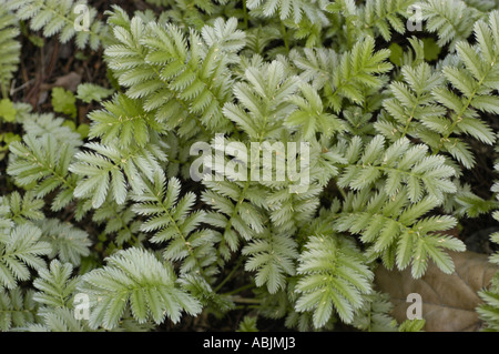Nahaufnahme der Blätter von Silbergras (Potentilla anserina), die ihre charakteristische silbrig-grüne Farbe und gezackte Kanten in einer natürlichen Umgebung zeigen. Stockfoto