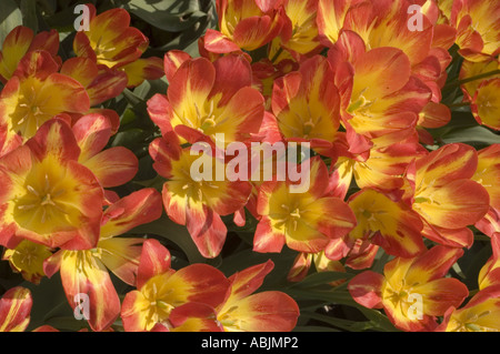 Leuchtende gelbe und rote Blüten der Tulip Golden Nizza in voller Blüte. Wunderschöne zweifarbige Frühlingsgarten-Tulpen. Stockfoto