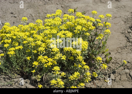 Viele der kleinen gelben Blumen Brassicaceae Alyssum wulfenianum Stockfoto