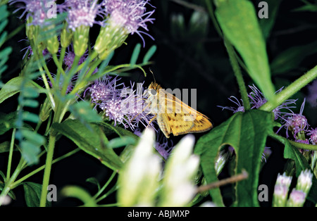 Feurige Skipper Hylephila Phyleus Santa Ana National Wildlife Refuge TEXAS Hesperiidae Hesperiinae weiblich 21 Oktober Stockfoto