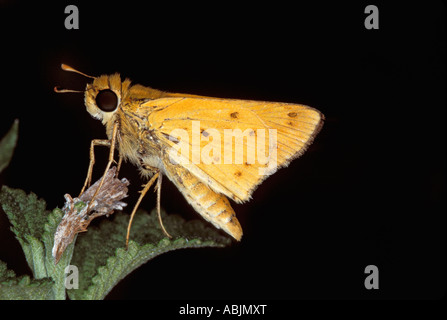 Feurige Skipper Hylephila Phyleus Patagonia ARIZONA männlichen September Hesperiidae Pyrginae Stockfoto