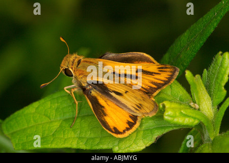 Feurige Skipper Hylephila Phyleus Tucson ARIZONA männlichen 23 Juli Hesperiidae Pyrginae Stockfoto