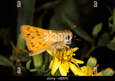 Feurige Skipper Hylephila Phyleus Santa Ana National Wildlife Refuge Texas USA weibliche Stockfoto