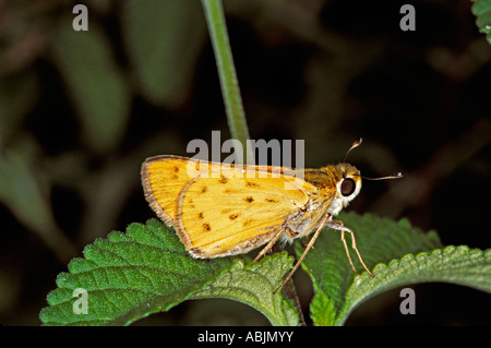 Feurige Skipper Hylephila Phyleus Patagonia ARIZONA männlichen September Hesperiidae Pyrginae Stockfoto