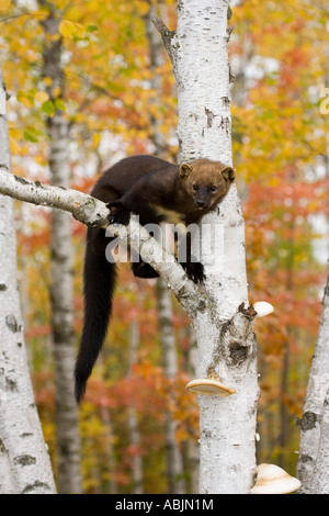 Fisher-Martes Pennanti Sandstein Minnesota USA 22 September unreifen Mustilidae Stockfoto