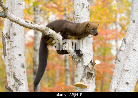 Fisher-Martes Pennanti Sandstein Minnesota USA 22 September unreifen Mustilidae Stockfoto
