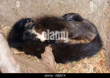 Fisher Martes Pennanti Northwest Trek Eatonville Washington Vereinigte Staaten 4 März Stockfoto