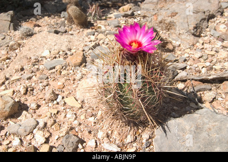 Herrlichkeit des Texas Thelocactus bicolor Var bicolor Tucson Arizona USA 24 April stammt aus Texas Cactaceae Stockfoto