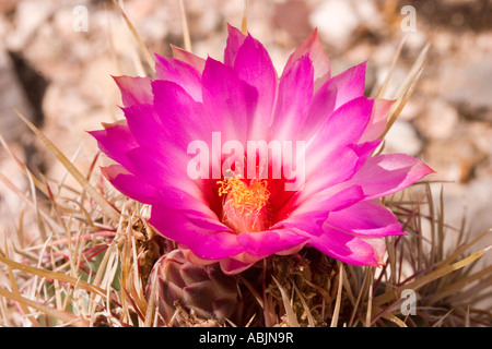 Herrlichkeit des Texas Thelocactus bicolor Var bicolor Tucson Arizona USA 24 April stammt aus Texas Cactaceae Stockfoto