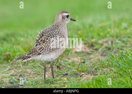 Amerikanische Golden Plover Pluvialis Dominica Duluth St. Louis County Minnesota USA 25 September unreifen CHARADRIIFORMES Stockfoto