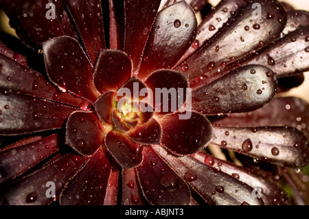 Gemeinsamen Namen lila Rose Baum lateinische Name Aeonium Arboreum Atropurpureum Stockfoto