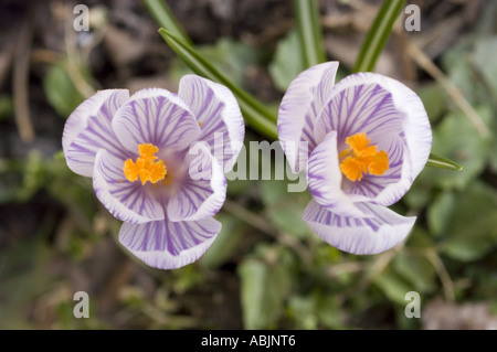 Blick von oben auf ein Paar violette Krokusblüten im Garten mit leuchtenden orangefarbenen Mittelpunkten und violetten Streifenblättern. Stockfoto