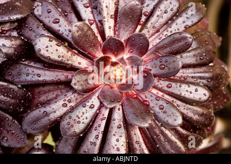 Gemeinsamen Namen lila Rose Baum lateinische Name Aeonium Arboreum Atropurpureum Stockfoto