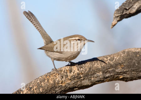 Bewick s Wren Thryomanes Bewickii Portal Cochise County Arizona USA 27 Februar Erwachsenen Troglodytidae Stockfoto