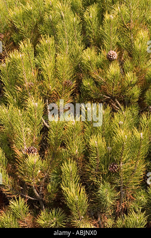 Nahaufnahme der Schweizer Bergkiefer Mugo Pinaceae Pinus Mugo mit grünen Nadeln und kleinen braunen Kegeln bei natürlichem Sonnenlicht. Stockfoto