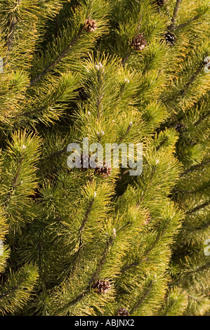 Nahaufnahme der Schweizer Bergkiefer Mugo Pinaceae Pinus Mugo mit grünen Nadeln und kleinen braunen Tannenzapfen im Sonnenlicht. Stockfoto