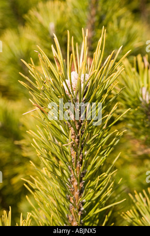 Nahaufnahme von grünen Nadeln und Knospen auf einer Schweizer Bergkiefer Mugo Pinaceae Pinus Mugo Ast im Sonnenlicht. Stockfoto