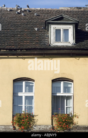 Die Fenster sind mit Blumen dekoriert und das gekachelte Dach mit blauem Himmel in Grodzisk Wlkp, Polen. Tauben sitzen auf einem dunklen Schindeldach über gelben Wänden. Stockfoto