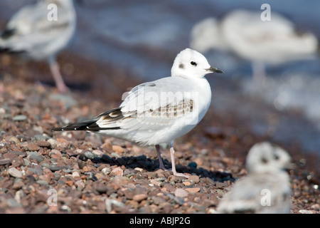 Eine erste Winter Bonaparte Gull steht unter anderem am felsigen Ufer des Lake Superior in Duluth, Minnesota. Stockfoto