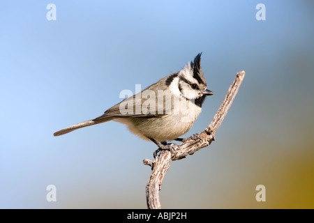 Gezügelten Meise Baeolophus Wollweberi Sonoita Cochise County Arizona USA 25 Februar Erwachsenen Paridae Stockfoto