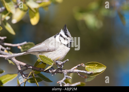 Gezügelten Meise Baeolophus Wollweberi Sonoita Cochise County Arizona USA 25 Februar Erwachsenen Paridae Stockfoto