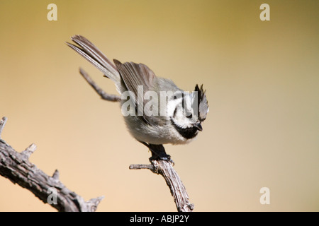 Gezügelten Meise Baeolophus Wollweberi Sonoita Cochise County Arizona USA 25 Februar Erwachsenen Paridae Stockfoto