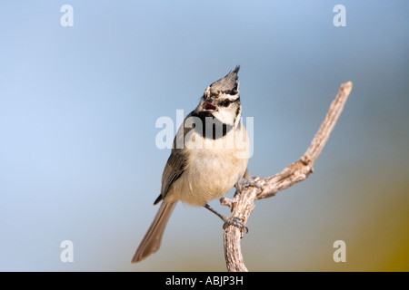 Gezügelten Meise Baeolophus Wollweberi Sonoita Cochise County Arizona USA 25 Februar Erwachsenen Paridae Stockfoto