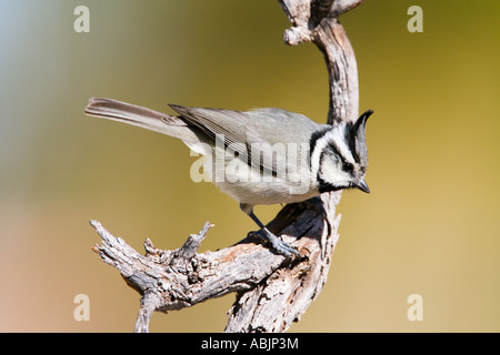 Gezügelten Meise Baeolophus Wollweberi Sonoita Cochise County Arizona USA 25 Februar Erwachsenen Paridae Stockfoto