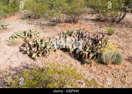 Brown-spined Feigenkaktus Opuntia Phaeacantha Tucson Pima County Arizona Uinted Staaten 25 April Gesamtpflanze im Lebensraum Cactacea Stockfoto