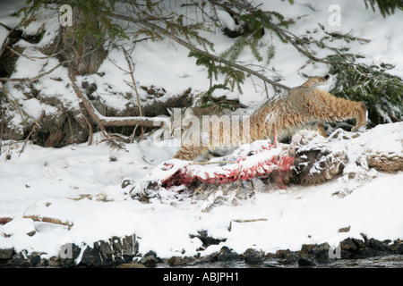 Bobcat nähert sich Elch Kadaver im Winter im Yellowstone National Park Stockfoto