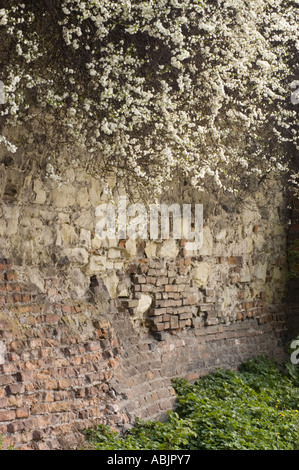 Alte verwitterte Ziegel- und Steinmauer von Lublin alter jüdischer Friedhof mit weißen Frühlingsblüten in Lublin, Malopolska, Polen. Stockfoto