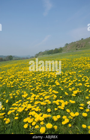 Löwenzahn-Wiese, Hartington, Taube Tal, Peak District, Derbyshire, Großbritannien Stockfoto