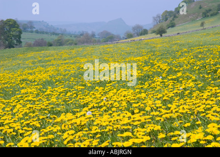 Löwenzahn-Wiese, Hartington, Taube Tal, Peak District, Derbyshire, Großbritannien Stockfoto