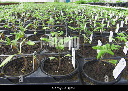 Kommerziell angebaut Tomatenpflanzen im Gewächshaus auf Kindergarten staging Norfolk UK Stockfoto