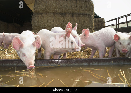 Ferkelproduktion Schweine am Wassertrog in kleine Schweinezucht Einheit Norfolk UK Stockfoto