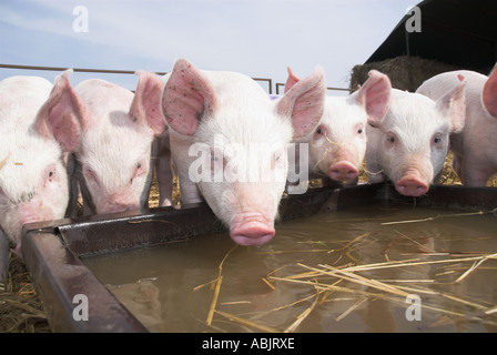 Ferkelproduktion Schweine am Wassertrog in kleine Schweinezucht Einheit Norfolk UK Stockfoto