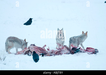 Kojoten im Winter, Yellowstone-Nationalpark Wyoming Aufräumvorgang einen Wolf getötet Elch wie Raben aussehen auf. Stockfoto