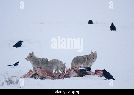 Kojoten im Winter, Yellowstone-Nationalpark Wyoming Aufräumvorgang einen Wolf getötet Elch wie Raben aussehen auf. Stockfoto