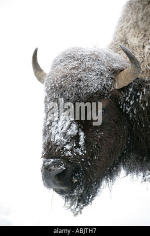 Eisbedeckten Bison kaut einen einzigen Grashalm für Nahrung im Winter, Yellowstone-Nationalpark Stockfoto