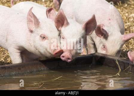 Ferkelproduktion Schweine am Wassertrog in kleine Schweinezucht Einheit Norfolk UK Stockfoto