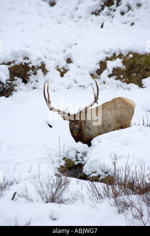 Bull Wapiti im Winter Schnee des Yellowstone National Park Stockfoto