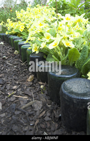 Flasche scharfkantigen Pfad in einem Frühlingsgarten mit Polyanthus und Primeln kann Norfolk Stockfoto