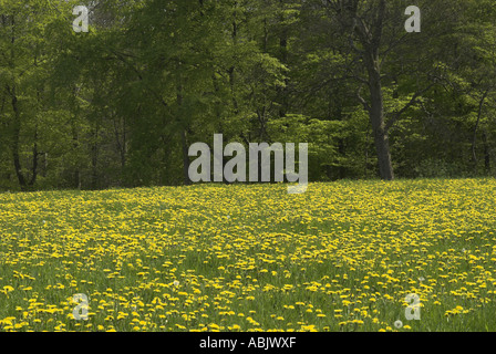 Gemeinsamen Löwenzahn Taraxacum Officinale Wiesenblumen in voller Blüte Cumbria Mai Stockfoto