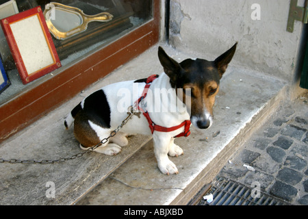 klein und clever Wachhunde bewachen Shop in Rom Italien Stockfoto